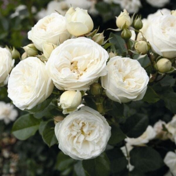 Tüplü Soğuğa Dayanıklı Mina Yediveren Gül Fidanı