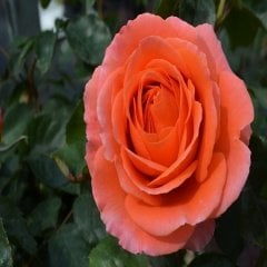 Tüplü Nostalji Meryem Somon Renkli Gül Fidanı