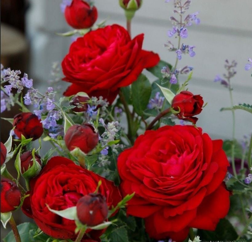 Tüplü Katmerli Soğuğa Dayanıklı Yediveren Çok Goncalı Tiamo Gül Fidanı