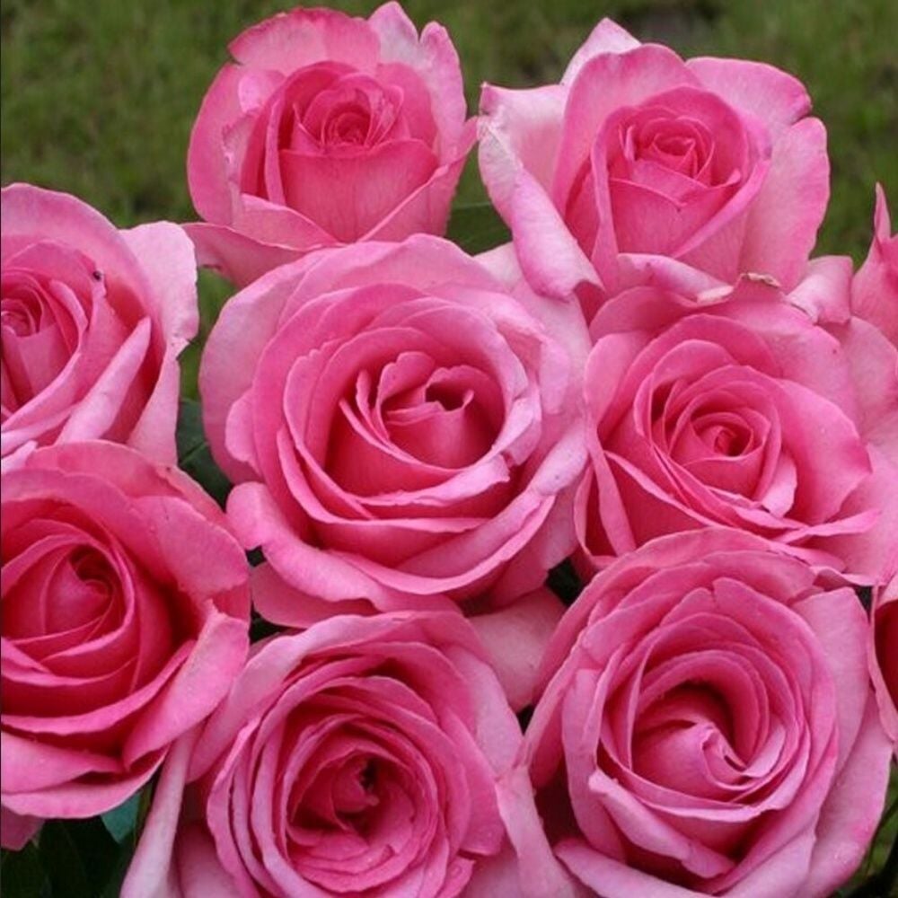 Tüplü Soğuğa Dayanıklı Yediveren Sweet Parole Yoğun Kokulu Gül Fidan