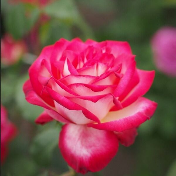 Tüplü Soğuğa Dayanıklı Neue Revue Yediveren Yoğun Kokulu Gül Fidanı