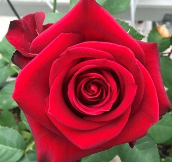 Tüplü Yediveren Yoğun Kokulu Tatiana Gül Fidanı