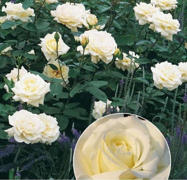 Tüplü Soğuğa Dayanıklı Yediveren Memoire Kokulu Gül Fidanı