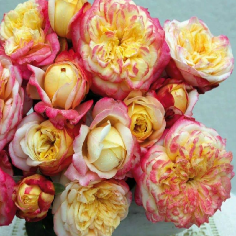 Tüplü Soğuğa Dayanıklı Yediveren Kordes Jubile Yoğun Kokulu Gül Fidanı