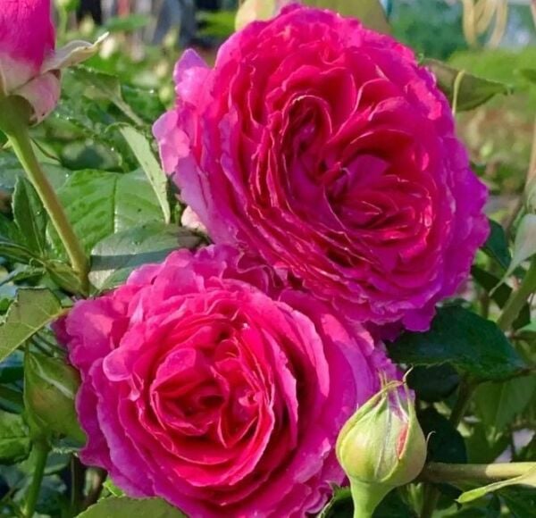 Tüplü Yoğun Kokulu Yediveren Fraulein Maria Yoğun Kokulu Gül Fidanı