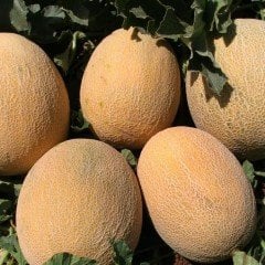 Tatlı Kokulu Balhan Kavun Fidesi (5 adet)