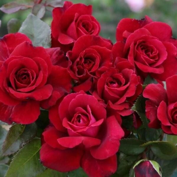 Yediveren Tüplü Kordes Bellevue Yoğun Kokulu Gül Fidanı