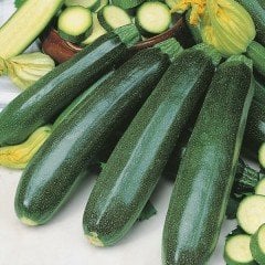 Lezzetli Siyah Kabak Fidesi (5 adet)