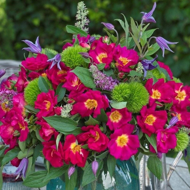 Tüplü Çift Renk Weg Der Sinne Persica Yediveren Gül Fidan