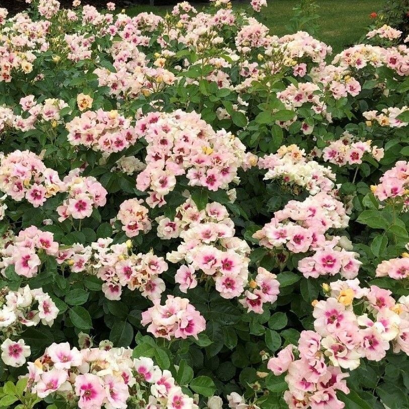 Tüplü Nadir Çift Renk Seeu You Purple Persica Yediveren Gül Fidan