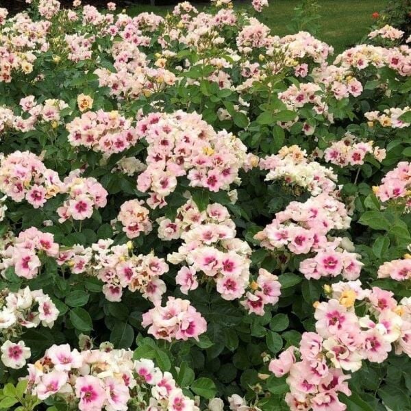 Tüplü Nadir Çift Renk Seeu You Purple Persica Yediveren Gül Fidan