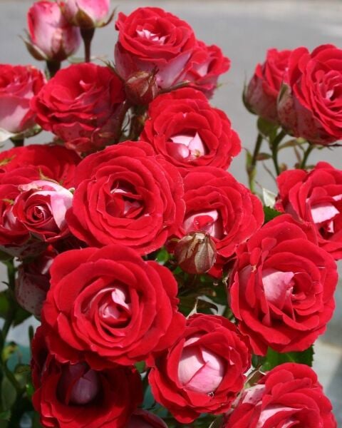 Tüplü Nadir Kokulu Rose Schöne Koblenzerin Yediveren Gül Fidanı