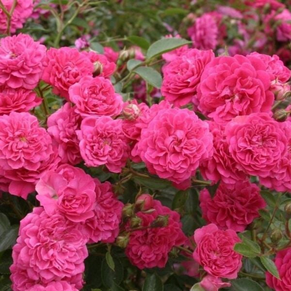 Tüplü Kokulu Çok Goncalı Yayılıcı Kokulu Roxy Soğuğa Dayanıklı Gül Fidanı