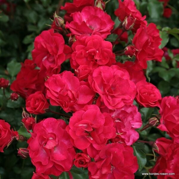 Tüplü Kokulu Çok Goncalı Yayılıcı Rotilia Soğuğa Dayanıklı Gül Fidanı