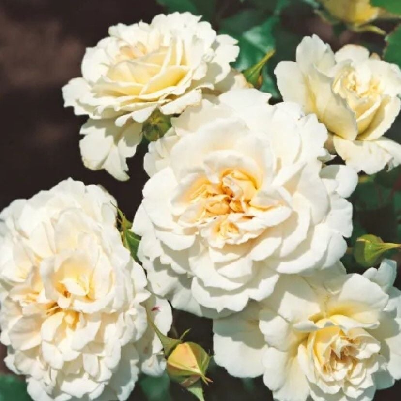 Tüplü Çok Goncalı Yer Örtücü Yayılıcı Petticoat Yediveren Kokulu Gül Fidanı