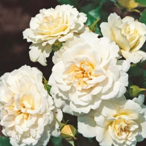 Tüplü Çok Goncalı Yer Örtücü Yayılıcı Petticoat Yediveren Kokulu Gül Fidanı