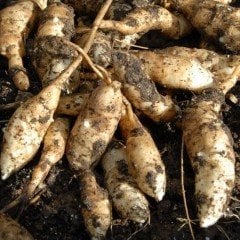 Hoş Kokulu Dahlia Procyon Yıldız Çiçeği Yumrusu (1 adet)
