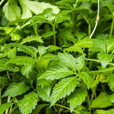 Ginseng Gynostemma Pentephyllum Jiaogulan Fidesi (3 adet)
