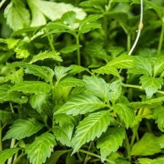 Ginseng Gynostemma Pentephyllum Jiaogulan Fidesi (3 adet)