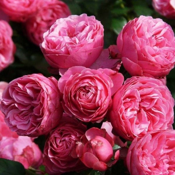 Tüplü Çok Goncalı Özel Kokulu Pomponella Pembe Yediveren Kokulu Gül Fidanı