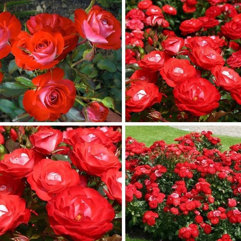 Tüplü Yer Örtücü Planten Un Blomen Kırmızı Beyaz Yediveren Gül Fidanı