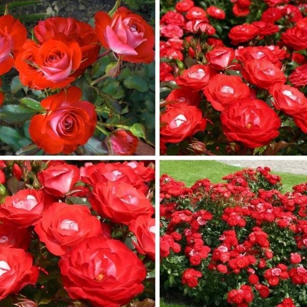 Tüplü Yer Örtücü Planten Un Blomen Kırmızı Beyaz Yediveren Gül Fidanı