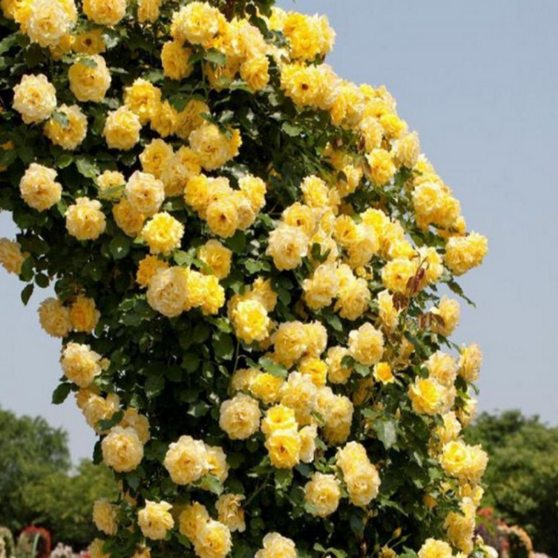 Soğuğa Dayanıklı Yediveren Tüplü Golden Gate Sarı Kokulu Sarmaşık Gül Fidanı