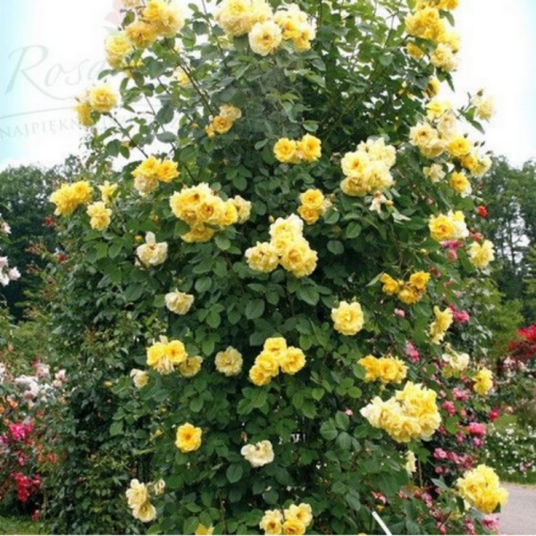 Soğuğa Dayanıklı Yediveren Tüplü Golden Gate Sarı Kokulu Sarmaşık Gül Fidanı