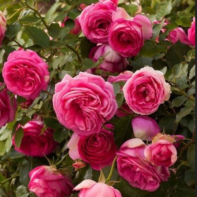 Tüplü Soğuğa Dayanıklı Kokulu Rosa Rampicanti Pembe Sarmaşık Gül Fidanı