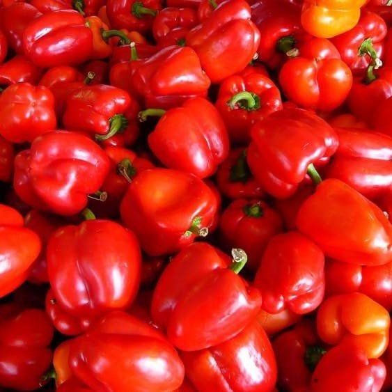 Doğal İri Lezzetli Kırmızı Dolmalık Biber Fidesi (5 adet)