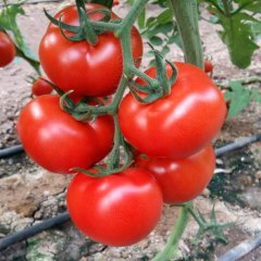 Aşılı Köy Tipi Tybeef (Kokulu) Domates Fidesi-4 Adet