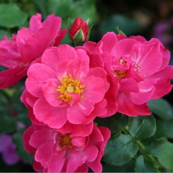 Tüplü Koleksiyonluk Yediveren Hot Line Yer Örtücü Persica Gül Fidanı