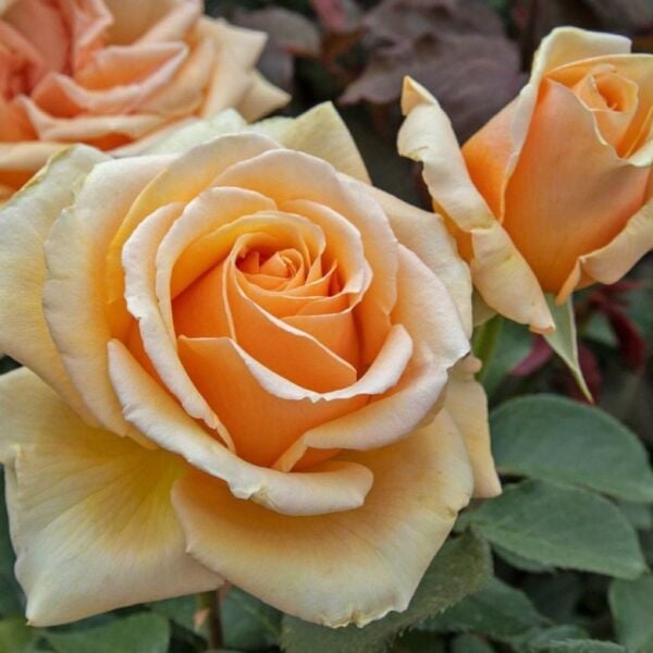 Yediveren Tüplü Valencia Yoğun Kokulu Gül Fidanı