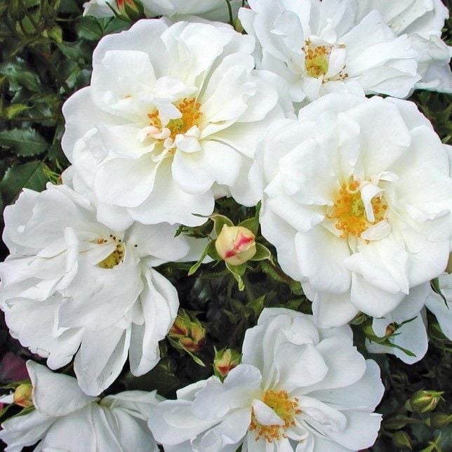 Tüplü Çok Goncalı Diamant Yediveren Gül Fidanı