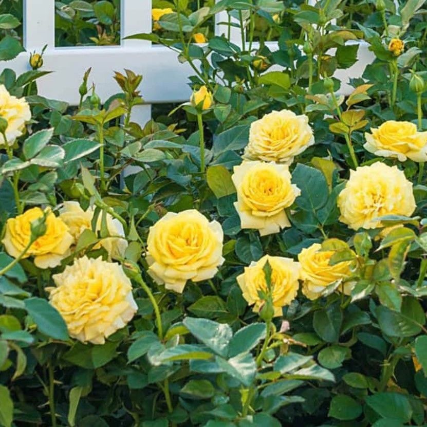 Tüplü Çok Goncalı Casablanca Sarı Yediveren Gül Fidanı