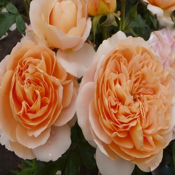 Tüplü Katmerli Yediveren Kokulu Sangerhauser Kavuniçi Gül Fidanı