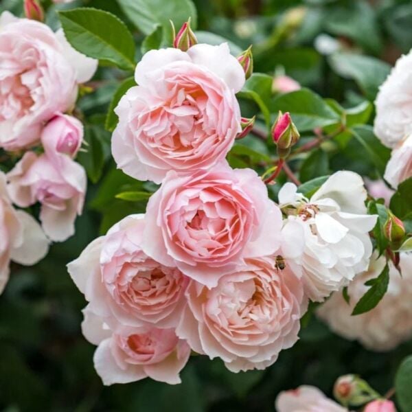 Yediveren Tüplü Katmerli Rosemary Kordes Alman Sarmaşık Gül Fidanı