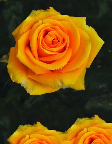 Yediveren Tüplü Kokulu İri Goncalı Picasso Kokulu Gül Fidanı