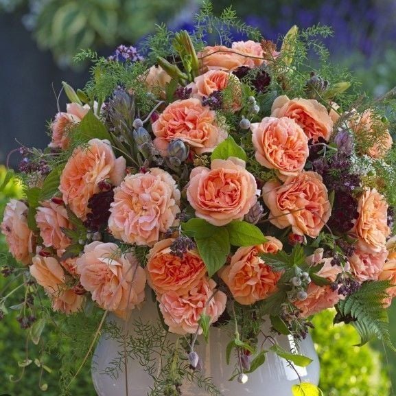 iyonluk Kokulu Schone Vom See Yediveren Gül Fidanı