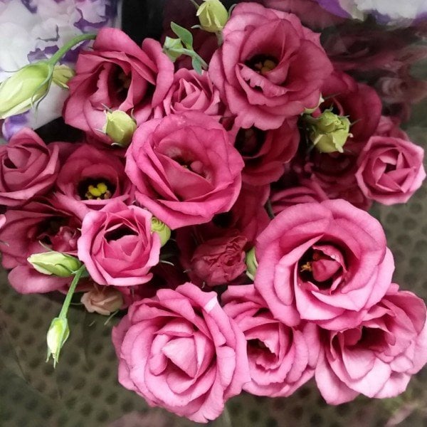 Kokulu Cherry Sorbet Lisianthus Çiçeği Fidesi (5 Adet)