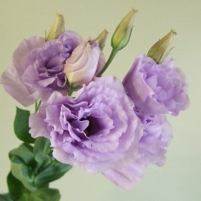 Katmerli Polka Lavander Lisianthus Çiçeği Fidesi (5 Adet)