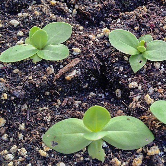 Katmerli Polka Lavander Lisianthus Çiçeği Fidesi (5 Adet)