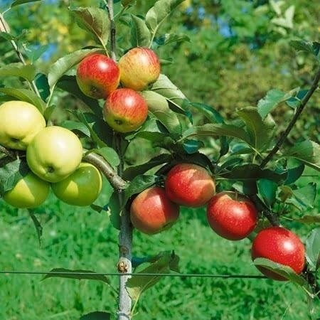 Tüplü Red Chief ve Golden Çift Aşılı Sarmal Elma Fidanı(7 yaş)
