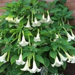 Beyaz Meleklerin Borazanı Çiçeği Tohumu -5 Adet