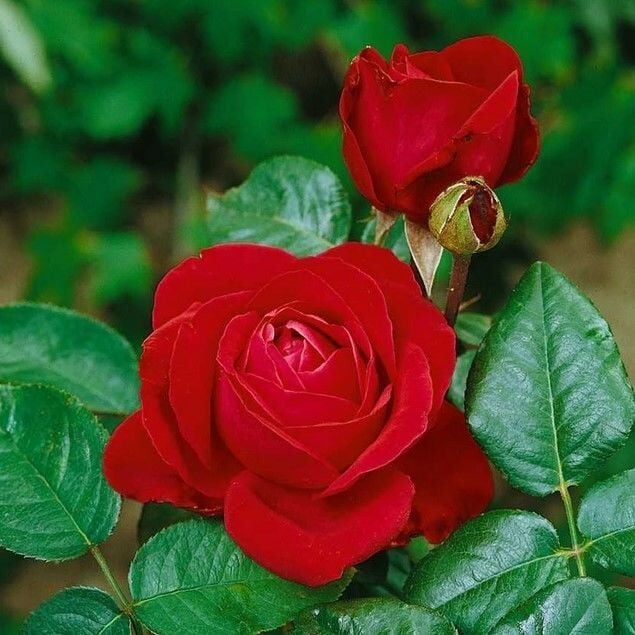 Yediveren Tüplü Liebeszauber Yoğun Parfüm Kokulu Kırmızı Gül Fidanı