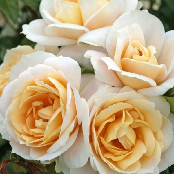 Tüplü Koleksiyonluk Lions Rose Kokulu Yediveren Gül Fidanı