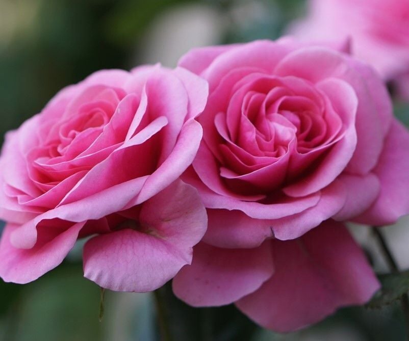 Yediveren Tüplü Parfüme Yoğun Kokulu Katya Gül Fidanı