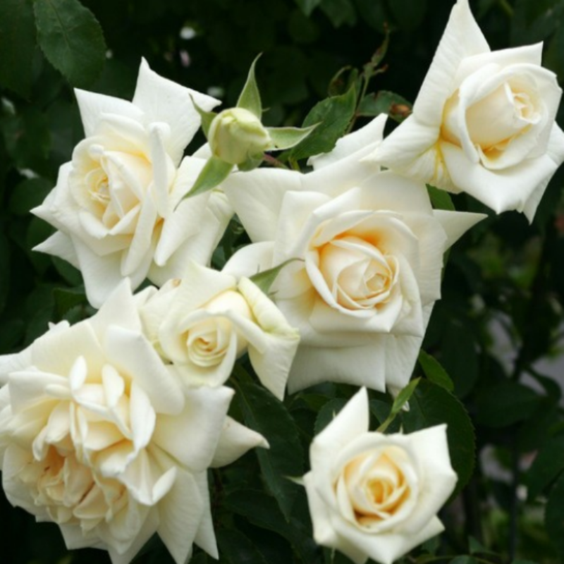 Yediveren Tüplü İlse Krohn Superior Sarmaşık Beyaz Kokulu Gül Fidanı