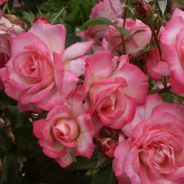 Tüplü Koleksiyonluk Yediveren Kokulu Pembe Beyaz Harlekin Sarmaşık Gül Fidanı