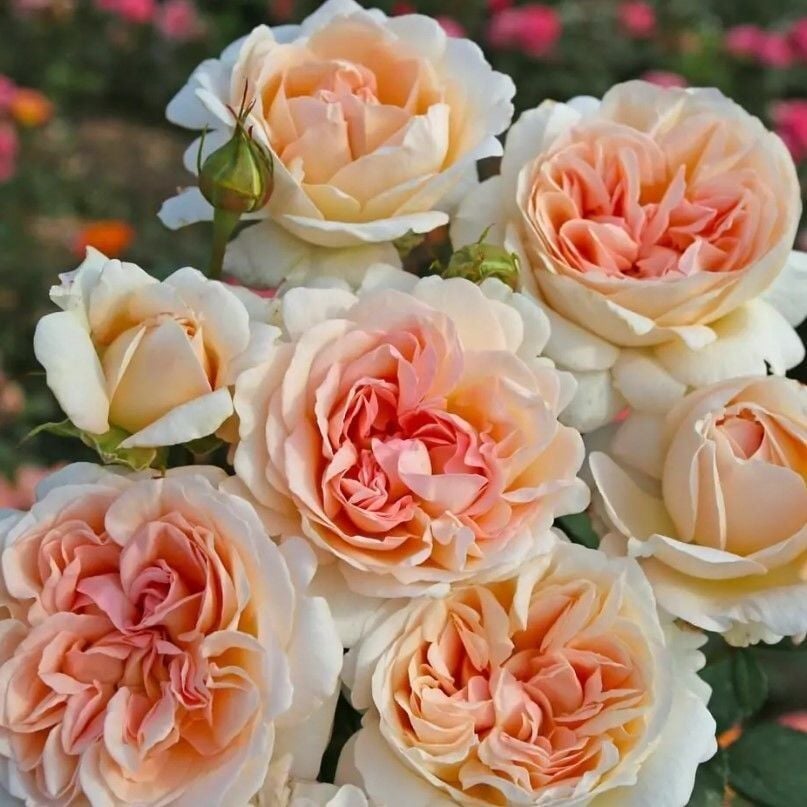 Koleksiyonluk Tüplü Kök Grob Herzogin Luise Yoğun Kokulu Yediveren Gül Fidanı